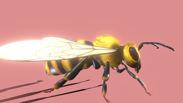 Bee Animation Rigged 3D Model