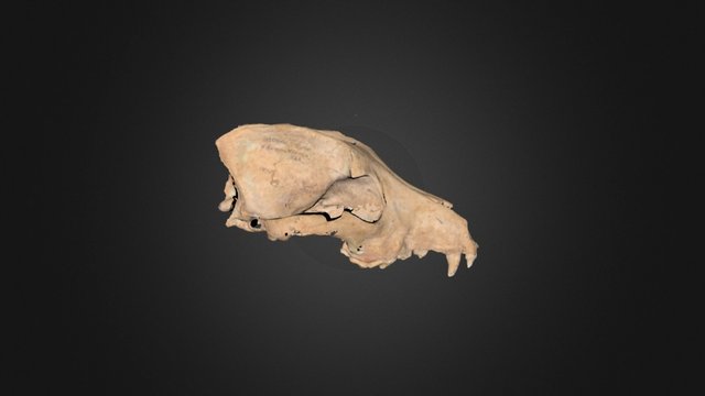Domesticated Dog, Modoc Rockshelter, Cranium 3D Model