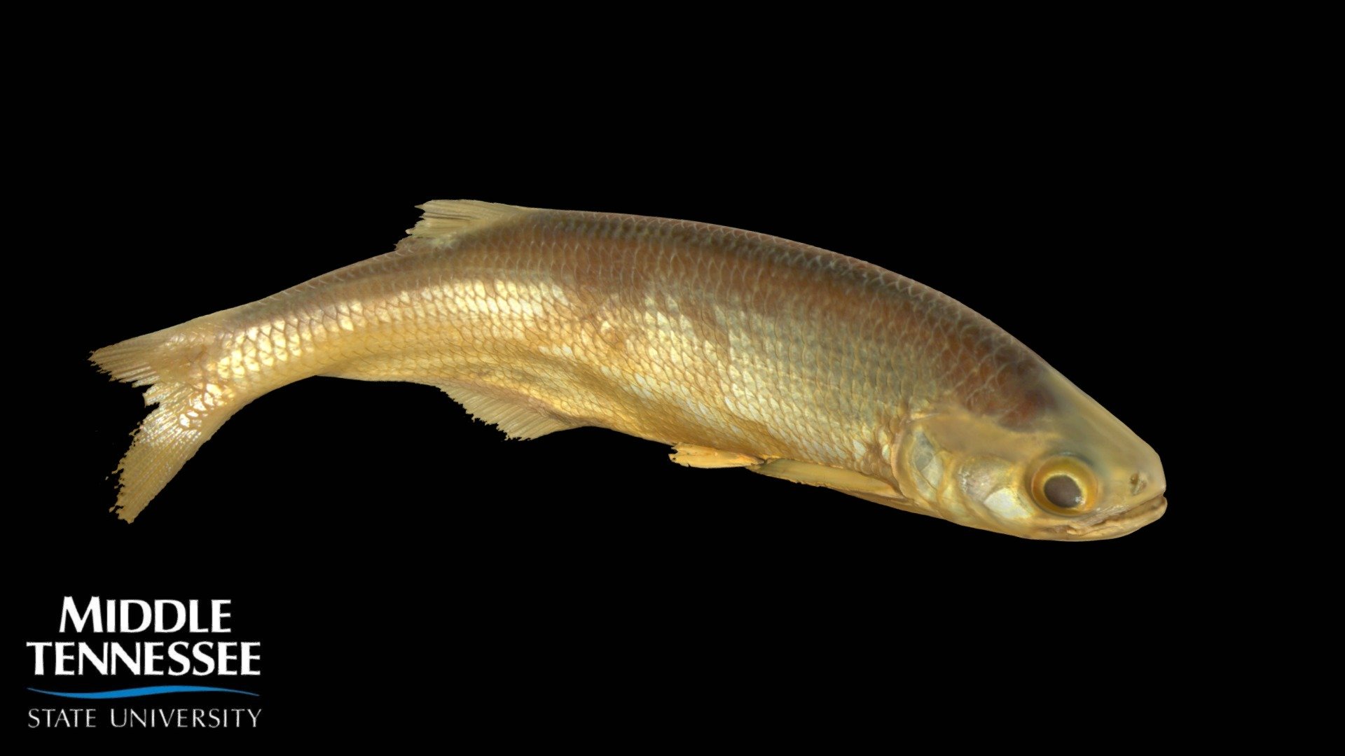 Goldeye - Hiodon alosoides