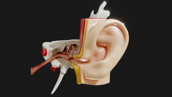 Ear Anatomy Structure Open 3D Model