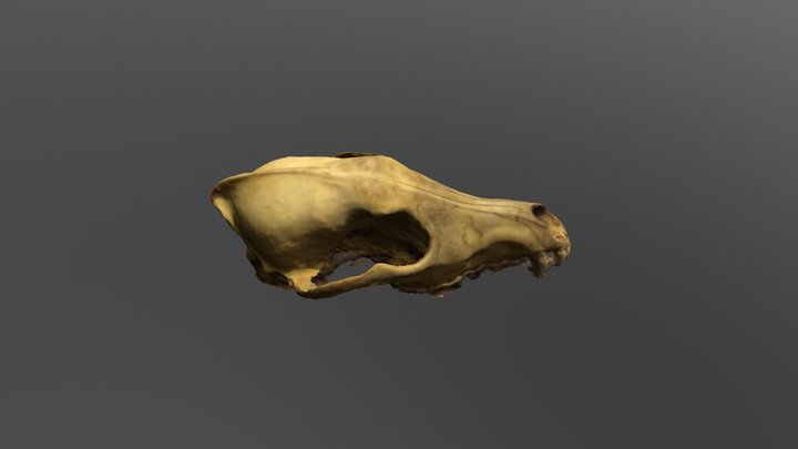 Coyote 3D Model