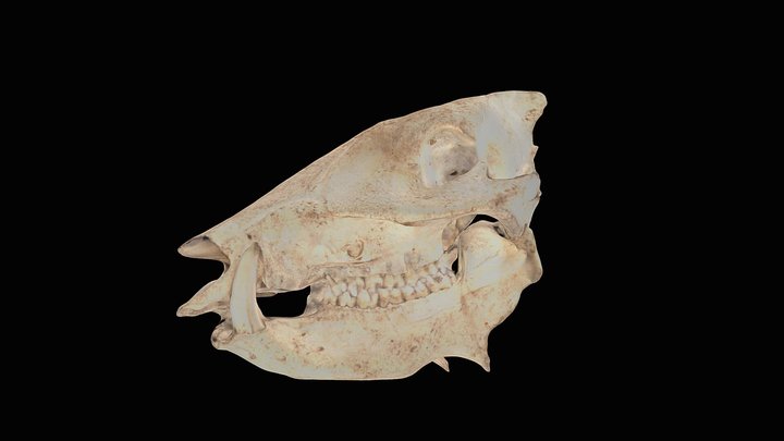Javelina Skull 3D Model