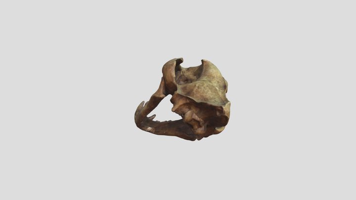 Pantera de Pleistoceno Final 3D Model