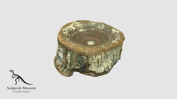 EduF36 Shark Vertebra 3D Model