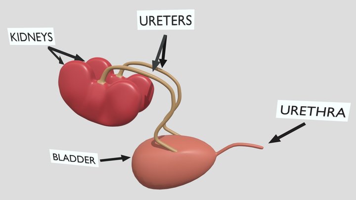 Cat's Urinary System 3D Model