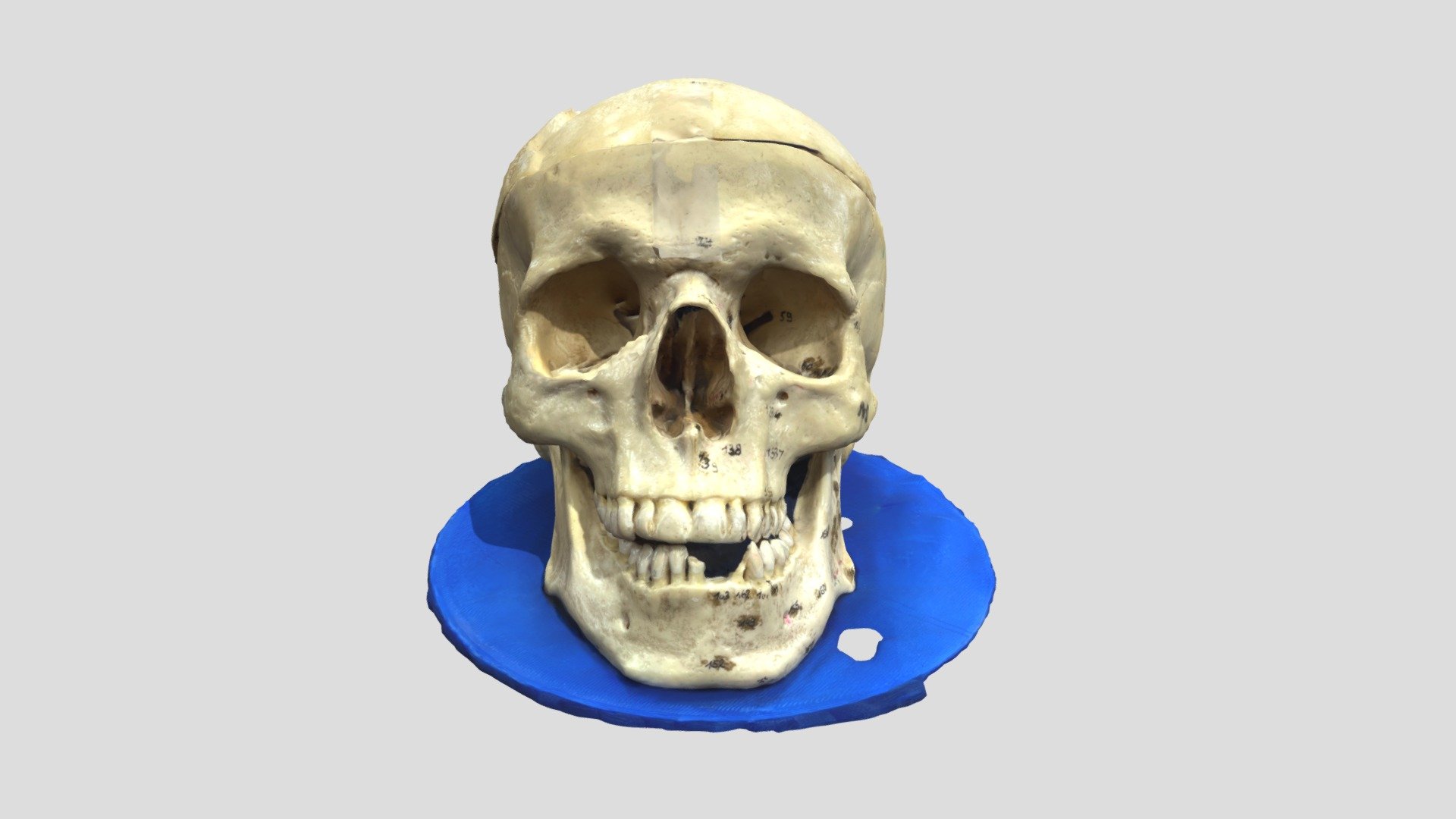 Skull - Photogrammetry — Sketchfab embed 3D viewer