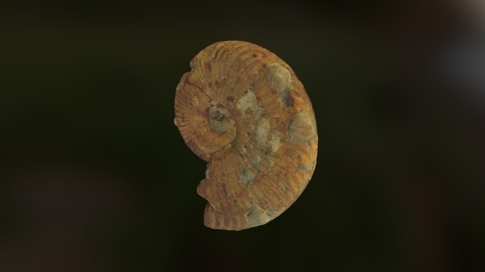 3D model Grammoceras expenditum - This is a 3D model of the Grammoceras expenditum. The 3D model is about a close-up of a skull.