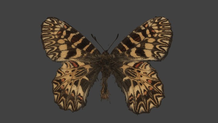 Zerynthia Polyxena 3D Model