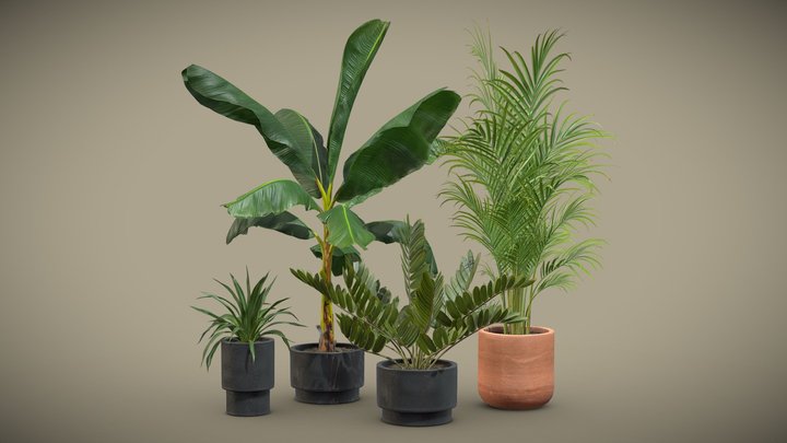 Indoor Plants Pack 43 3D Model