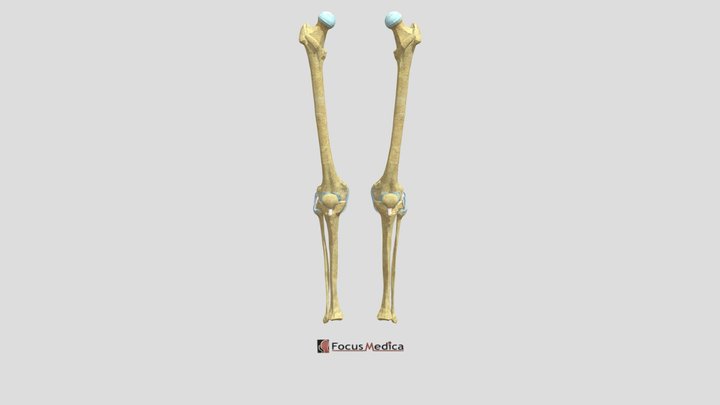 Knee Joint 3D Model