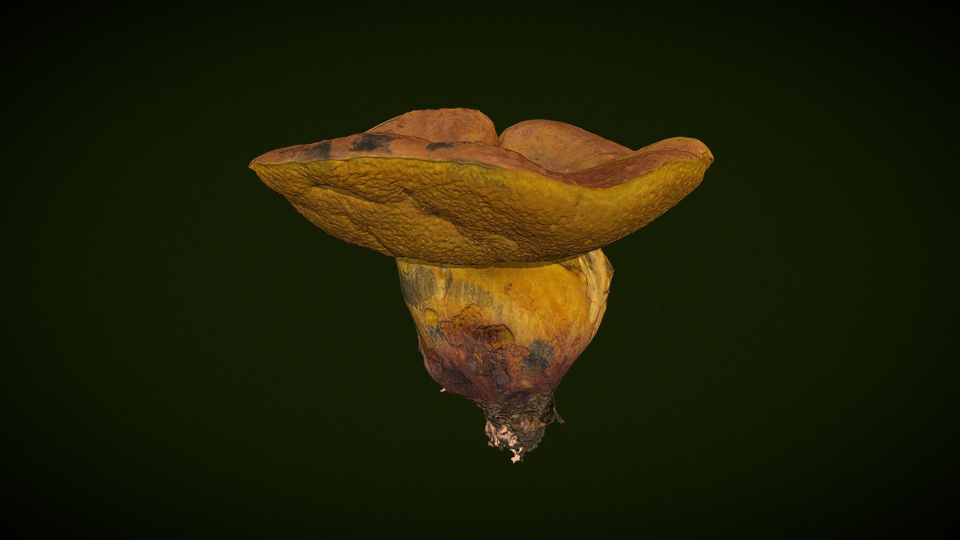 Real Fungus 3D scan - Suillellus queletii