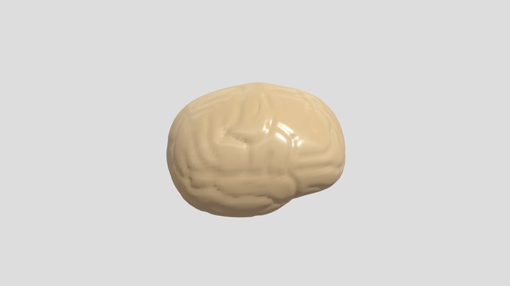 Brain_LowPoly 3D Model