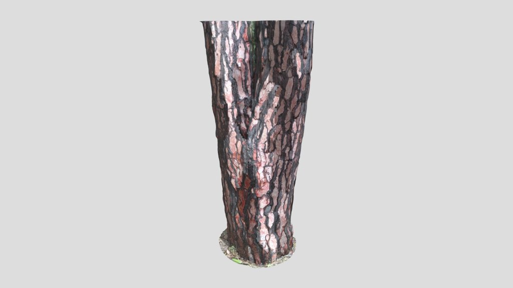Tree Bark