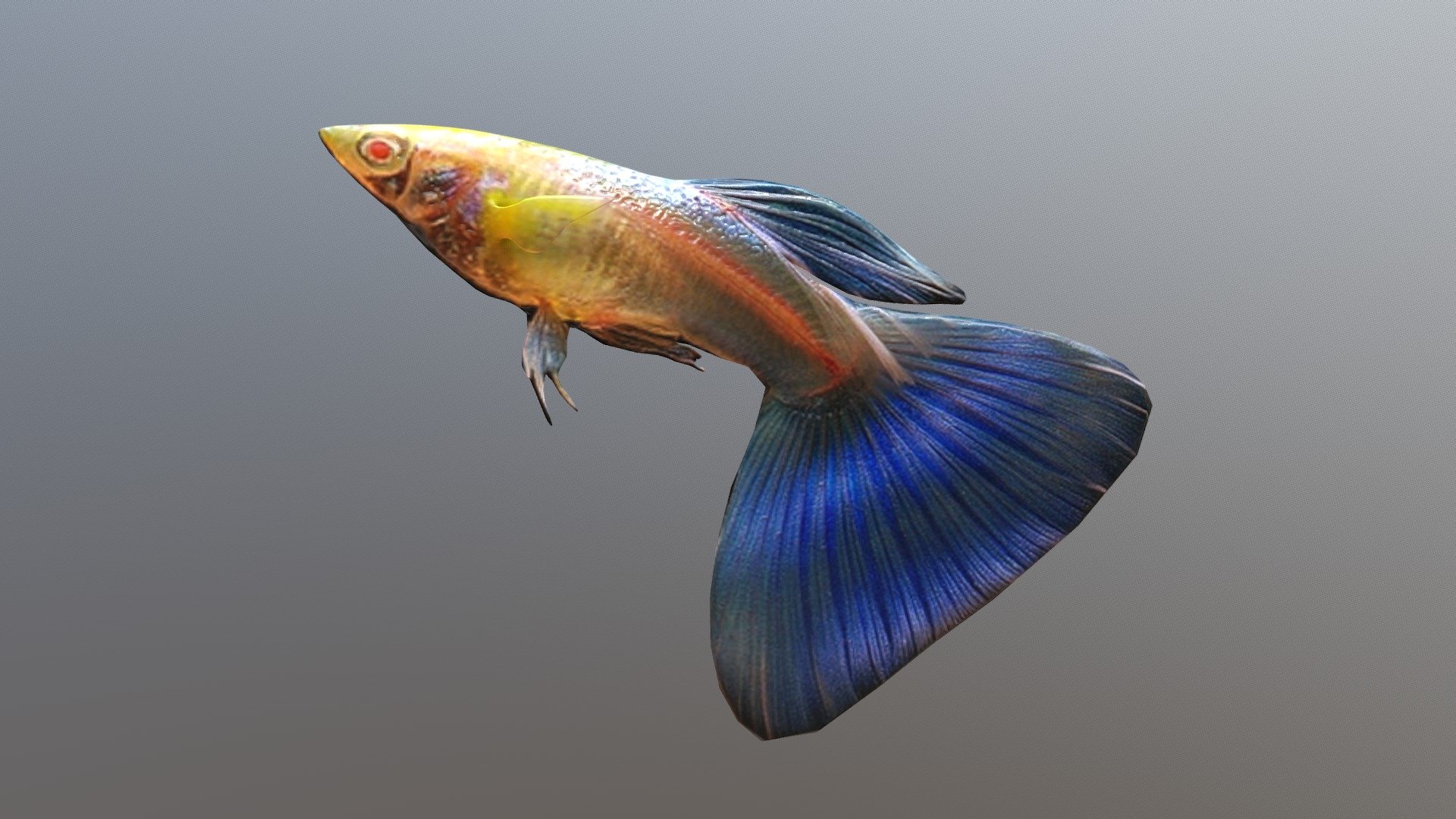 Guppy_2