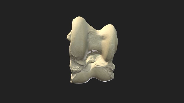 talus (talus) cow – Modèle 3D gratuit STL