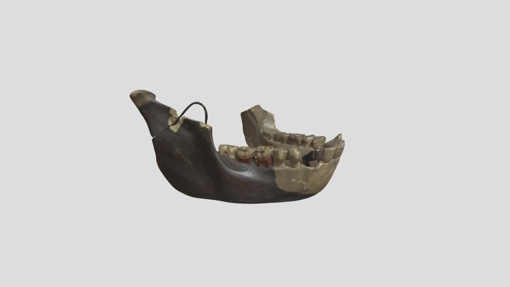 PA237 - Piltdown Jaw 3D Model
