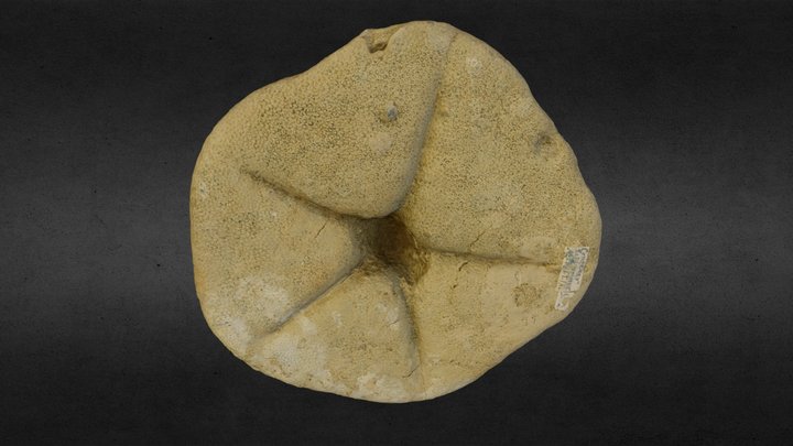 Woodward Collection E-24-31: Echinoid 3D Model