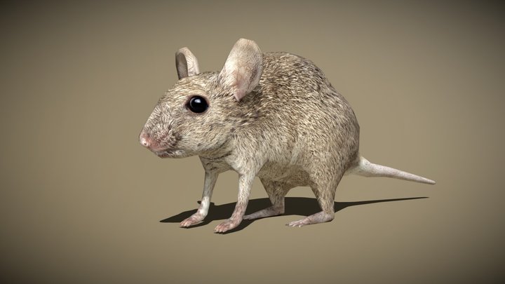 3DRT - birds and critters - mouse 3D Model