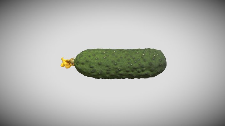 Cucumber 3D Model