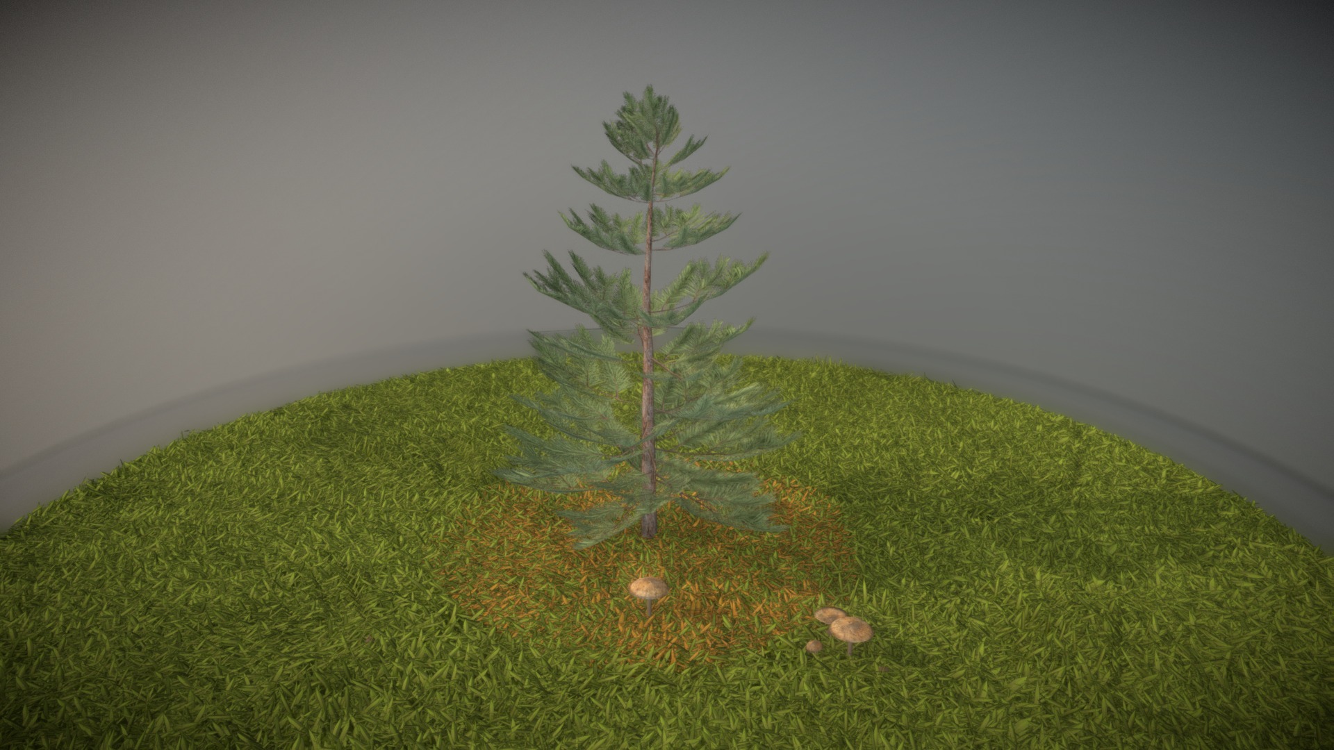 3D model Pine Tree – 2 Meter - This is a 3D model of the Pine Tree - 2 Meter. The 3D model is about a tree in a grassy area.