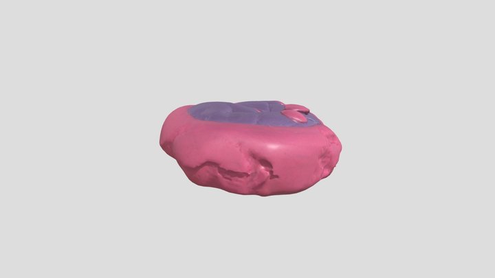 Shrimp by Rebekah – Free 3D Model STL