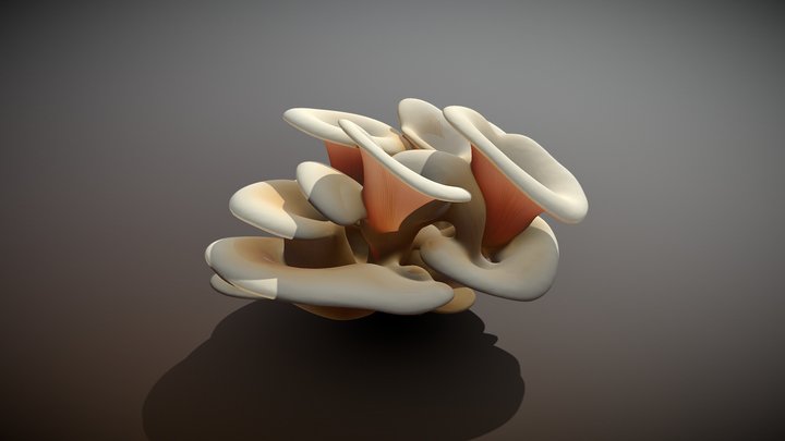 Pleurotus – Modello 3D gratuito STL