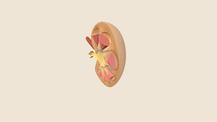 Kidney AR 3D Model
