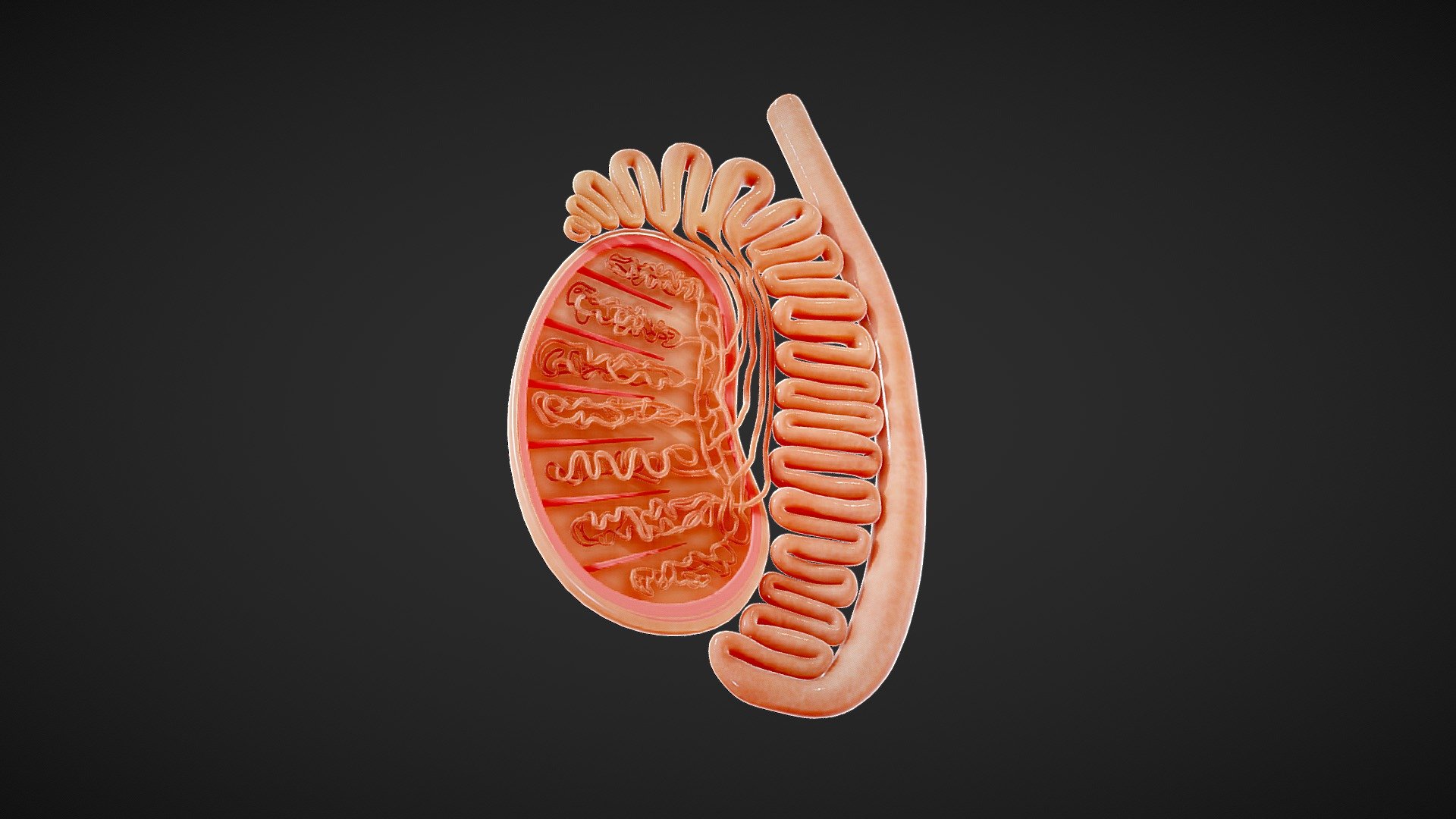 Testicules : 8 965 images, photos de stock, objets 3D et images  vectorielles