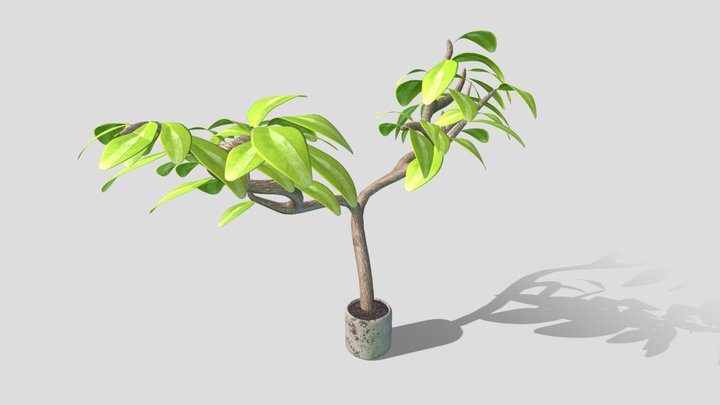 wk9_plant_nutter_elle 3D Model