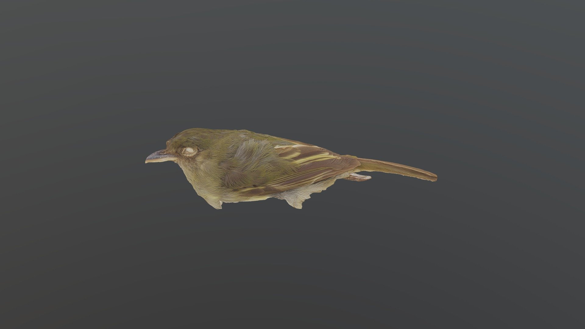 Olivaceous Flatbill - Rhynchocyclus olivaceus