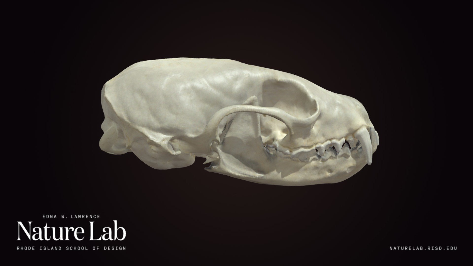 Marten Skull - Download Free 3D model by RISD Nature Lab