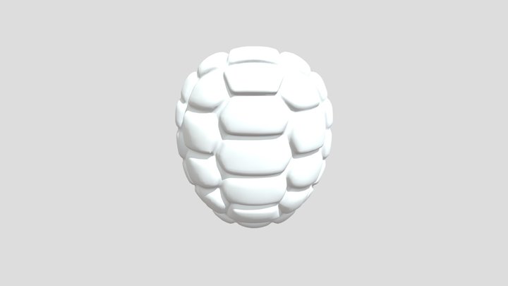 Turtle Shell Fosil 3D Model