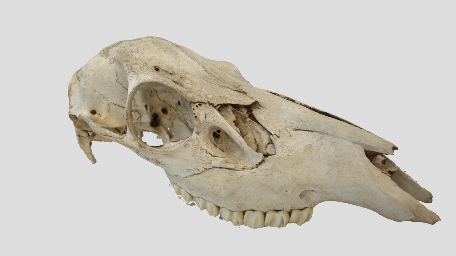 Weathered deer skull