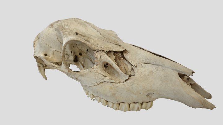 Weathered deer skull 3D Model