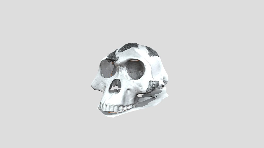 UNC_Scan_33