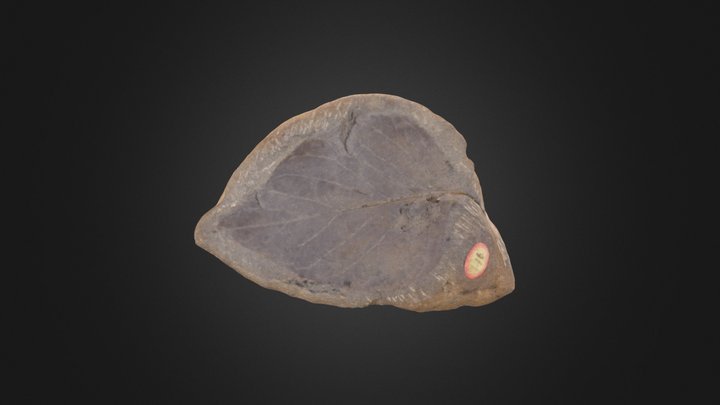 Angiosperm: Fossil leaf (Cornell Univ.)