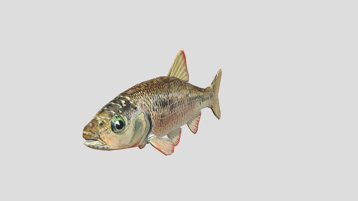 Common Shiner Fish 3D Model