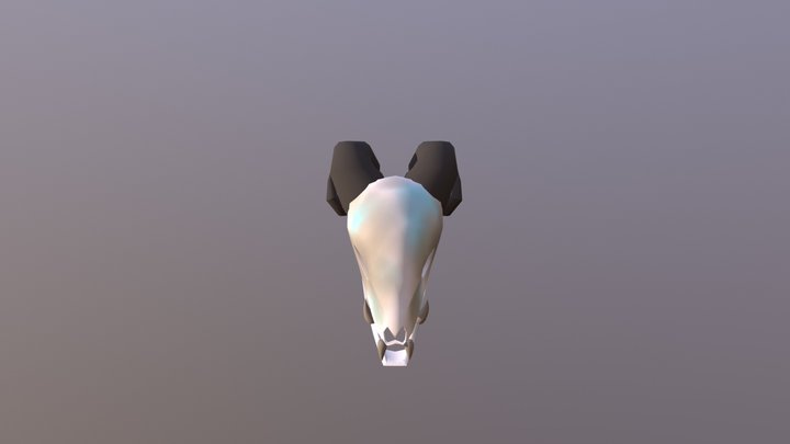 Cráneo | Low poly Skull 3D Model