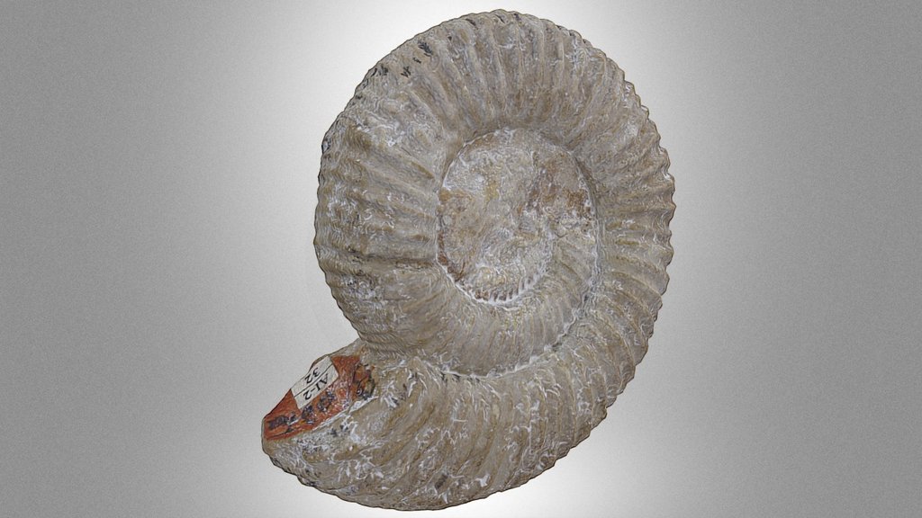 Ammonite "Siemiradzki”