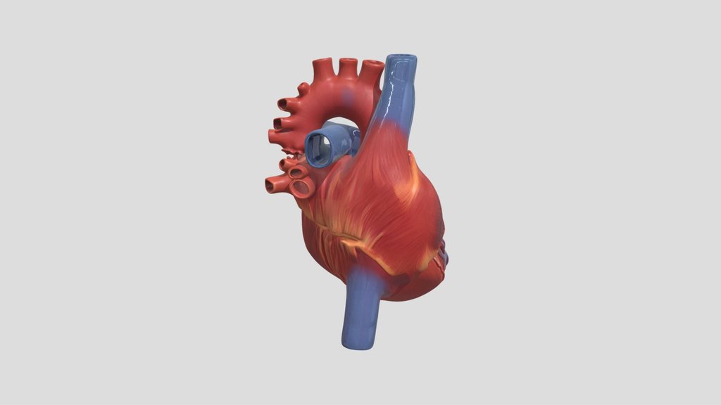 anatomical heart 3d model