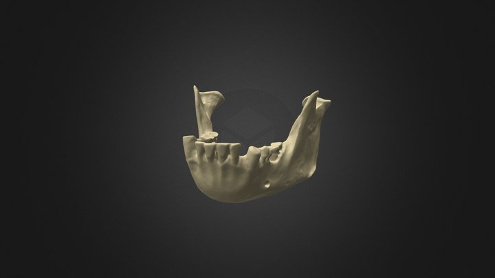 Bonobo Mandible - Male 3D Model
