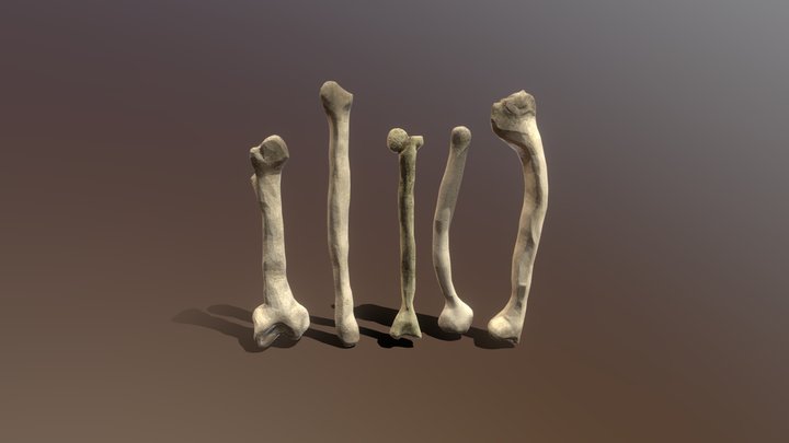 Bones