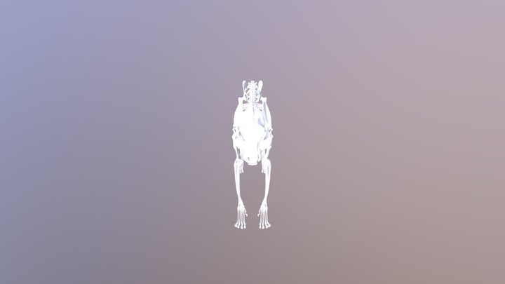 Feline Skeleton Dec 3D Model
