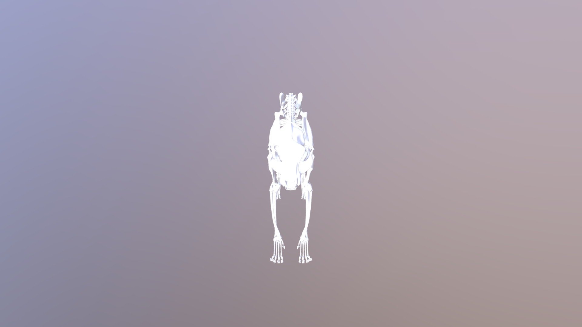 Feline Skeleton Dec