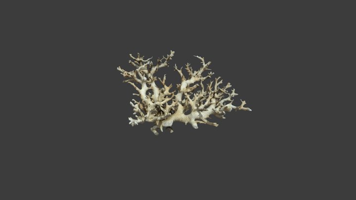 Pocillopora Damicornis – Modello 3D gratuito STL