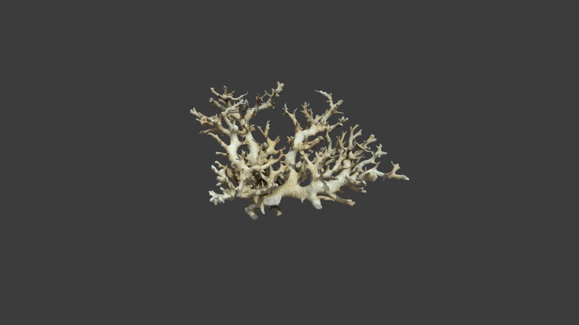 Pocillopora Damicornis