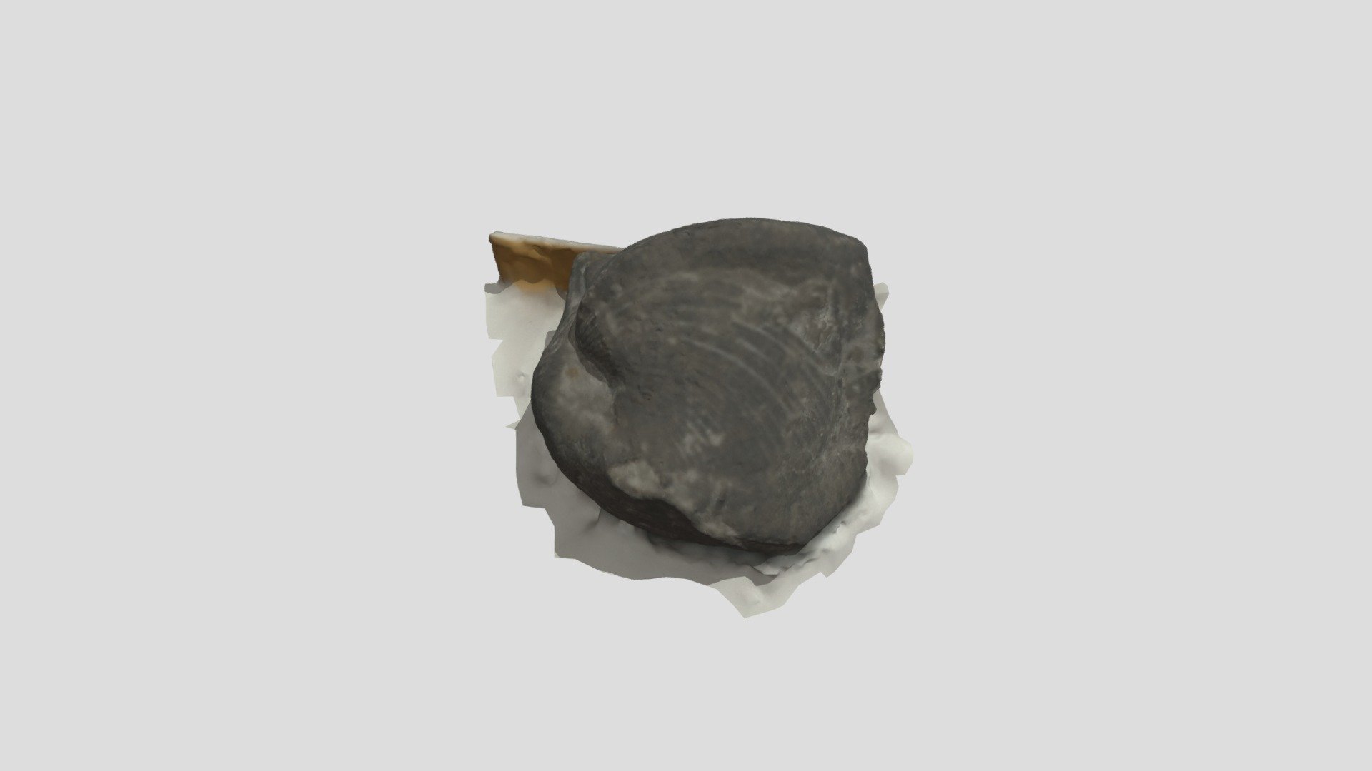 Brachiopod