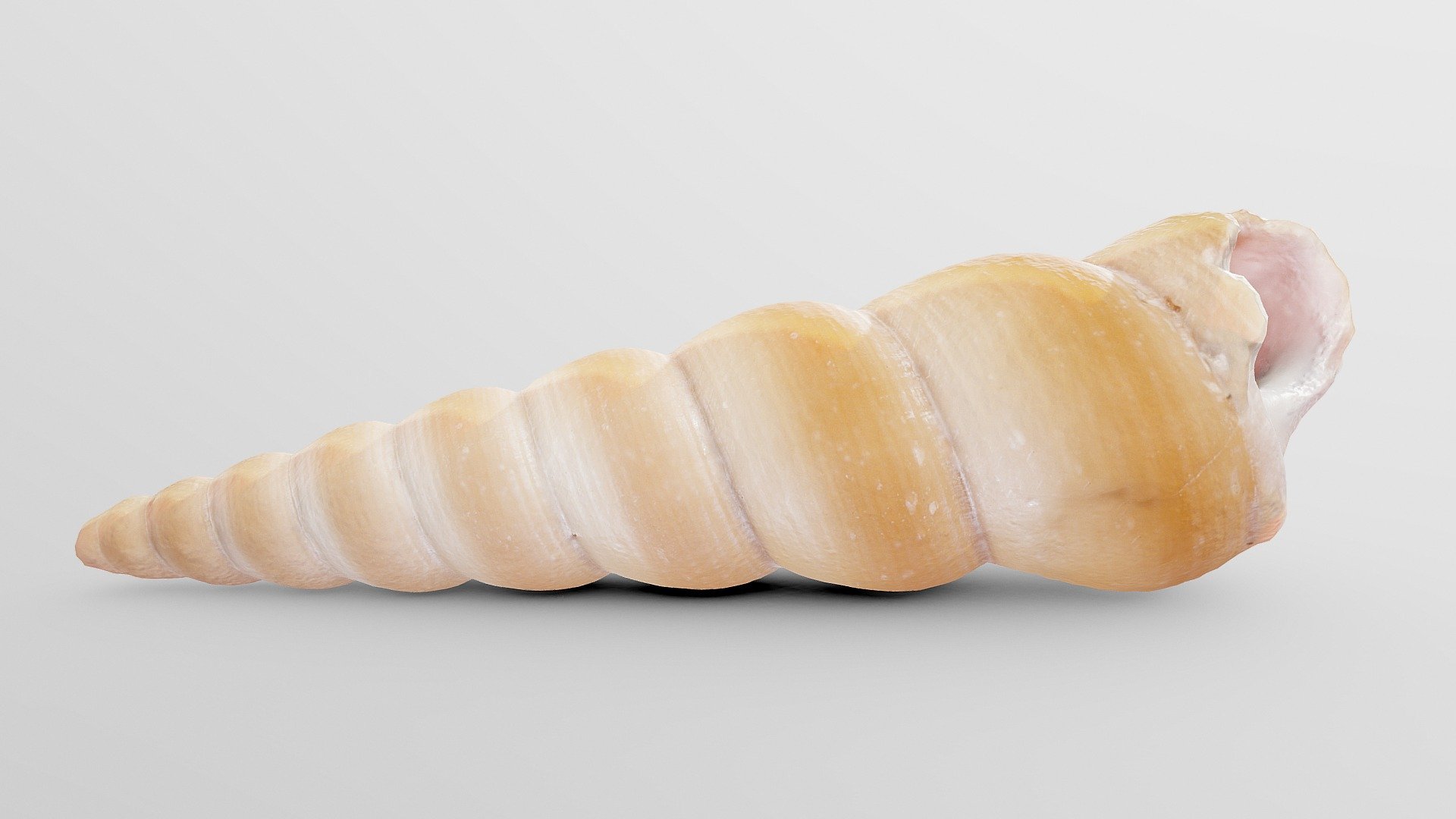 Pyram Sea Shell Buy Royalty Free 3d Model By Drakery 925f286 Sketchfab Store