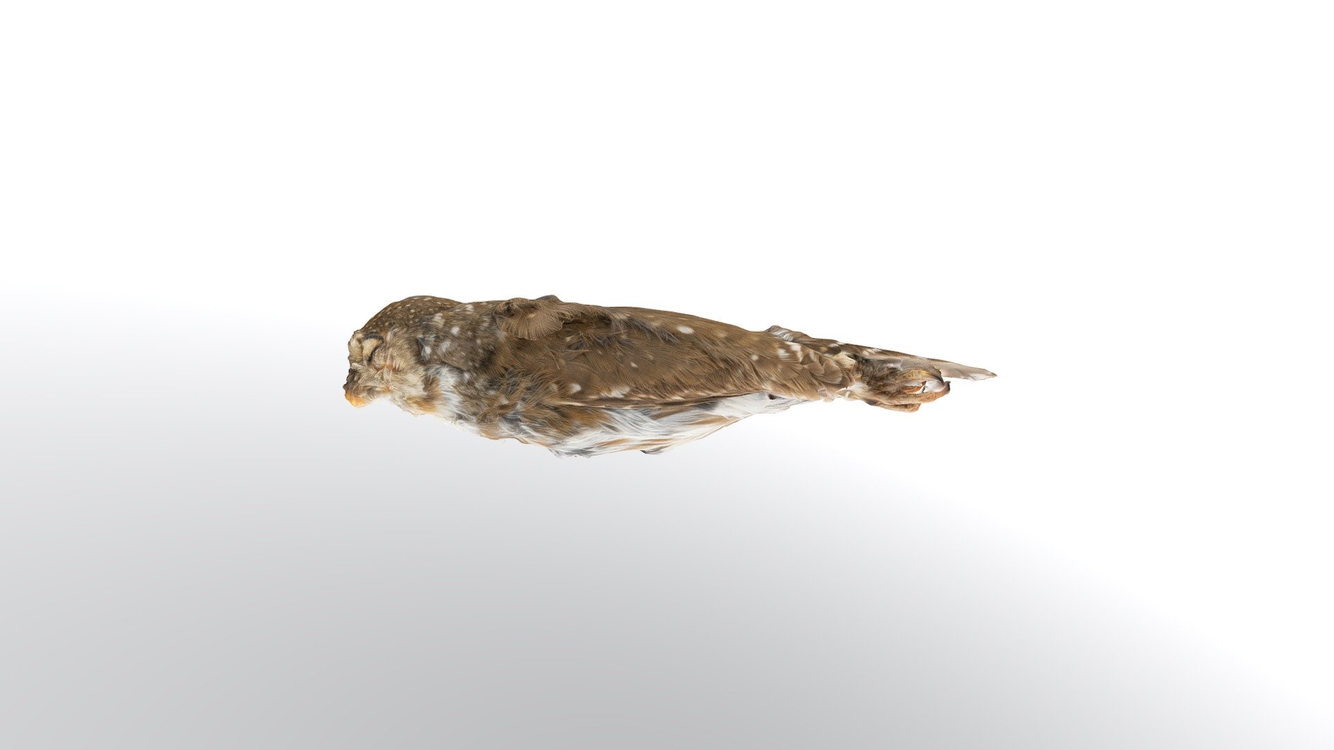 glaucidium minutissimum oberholseri moore	17902
