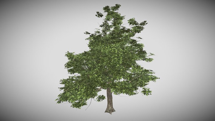 AmericanSycamore_Tree 3D Model
